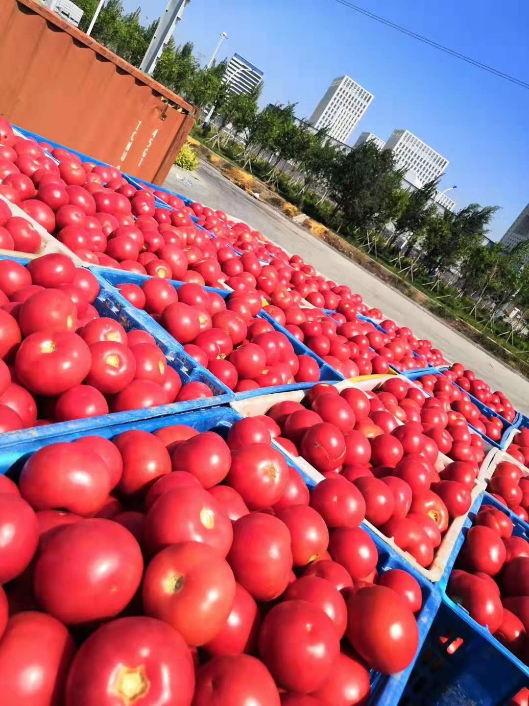 2024年全球加工番茄4570万吨