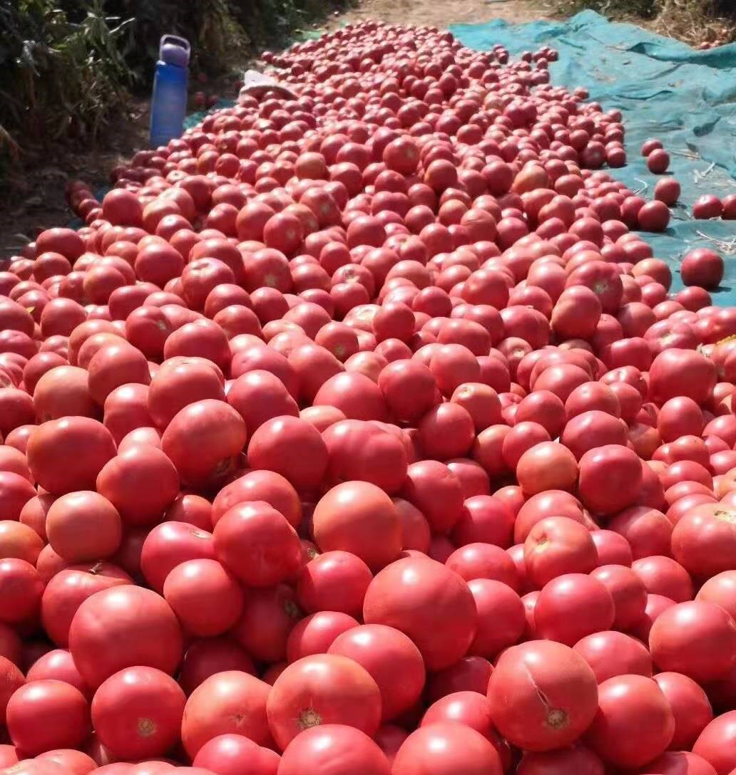 2024世界番茄酱贸易报告